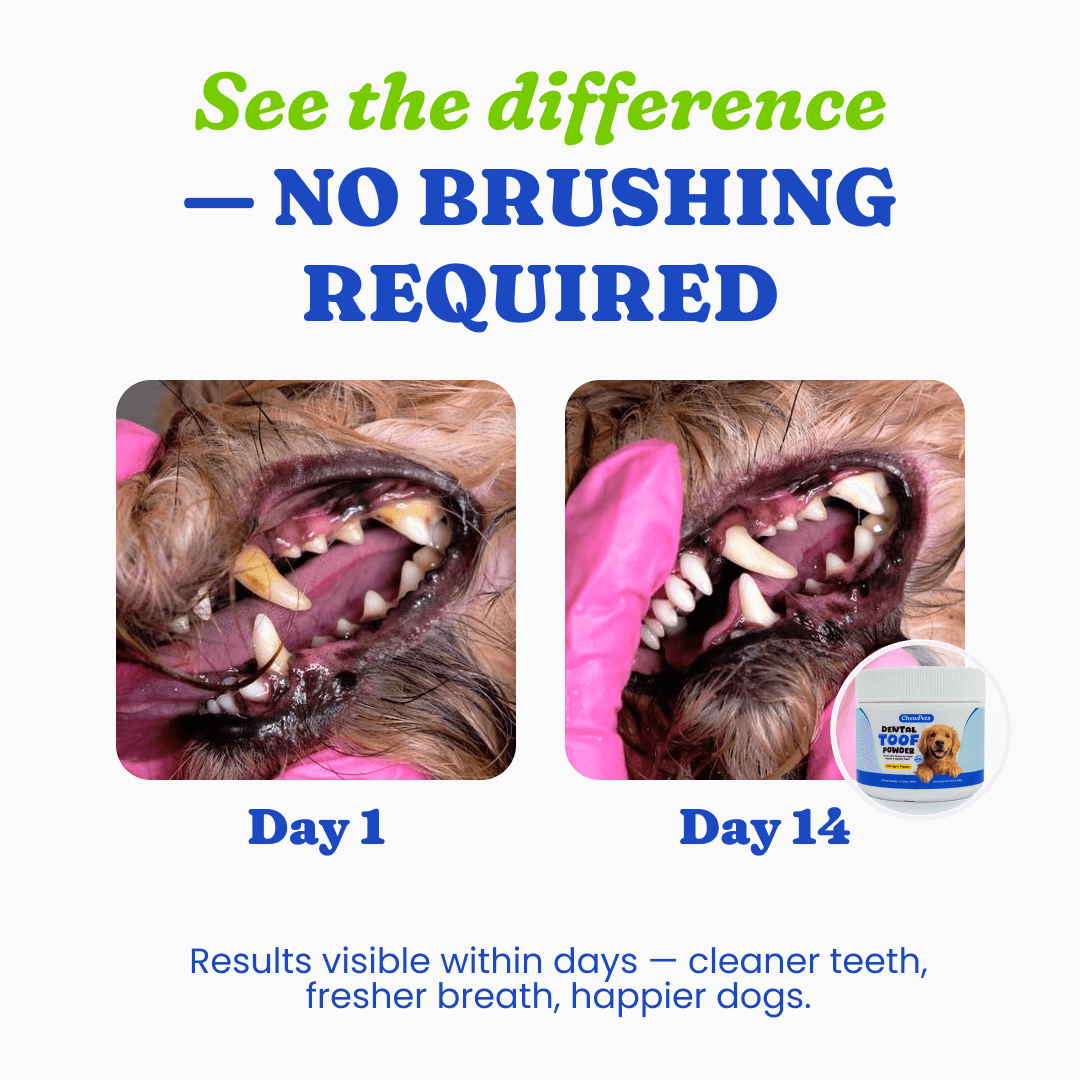 Dental Toof Powder™ – The Scoop That Replaces the Brush