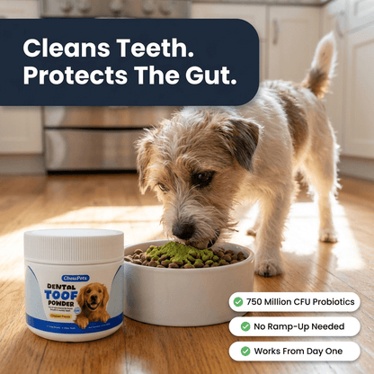 Dental Toof Powder — 4 Gifts Included