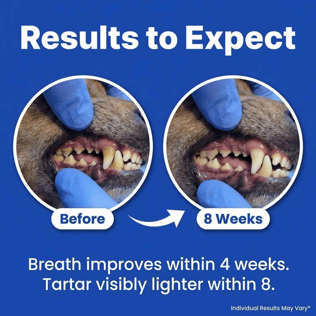 Dental Toof Powder — 4 Gifts Included